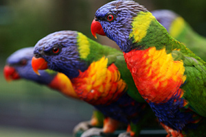 lorikeets photo